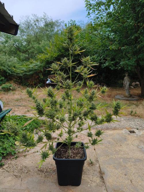 Fast buds outdoor competition 2026 🌱. Week 15
