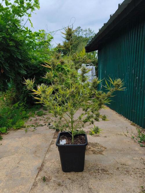 Fast buds outdoor competition 2026 🌱. Week 15