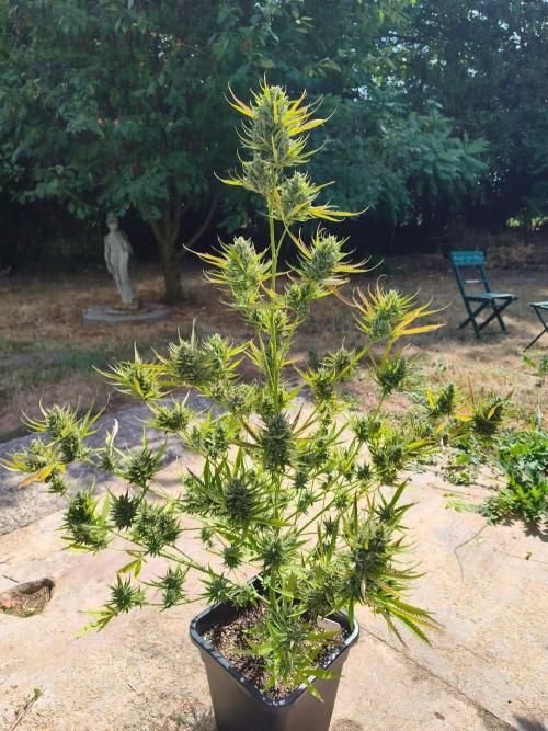 Fast buds outdoor competition 2026 🌱. Week 15