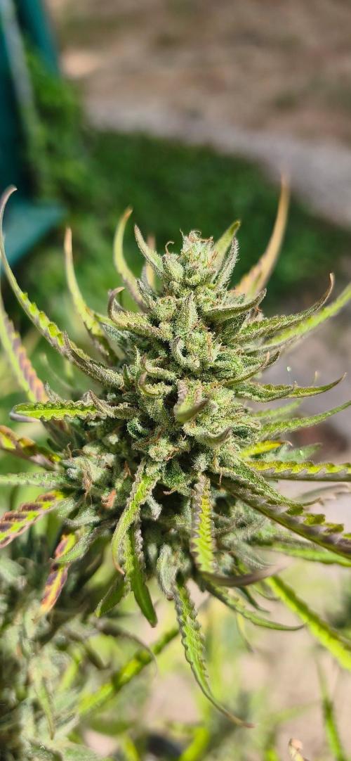 Fast buds outdoor competition 2026 🌱. Week 15