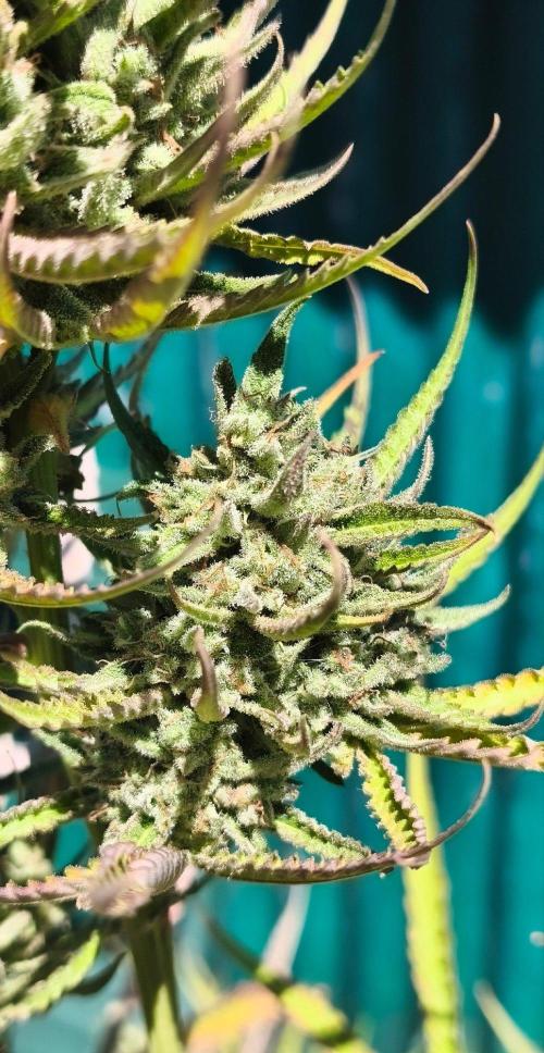 Fast buds outdoor competition 2026 🌱. Week 16