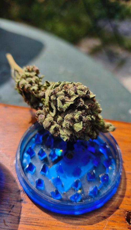 Fast buds outdoor competition 2026 🌱. Week 17