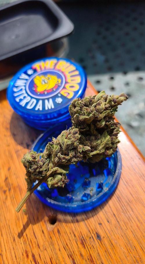 Fast buds outdoor competition 2026 🌱. Week 17