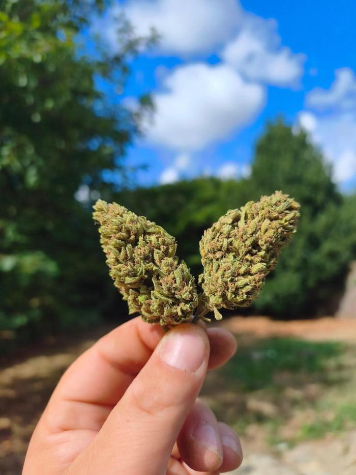 Fast buds outdoor competition 2026 🌱. Week 17