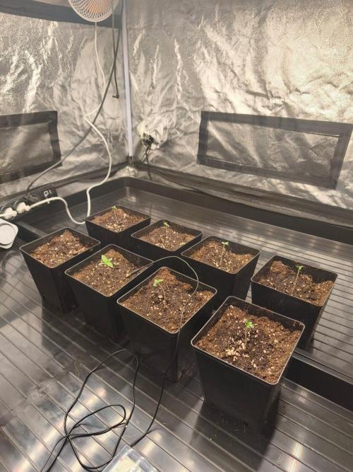 Golosa. Week 1