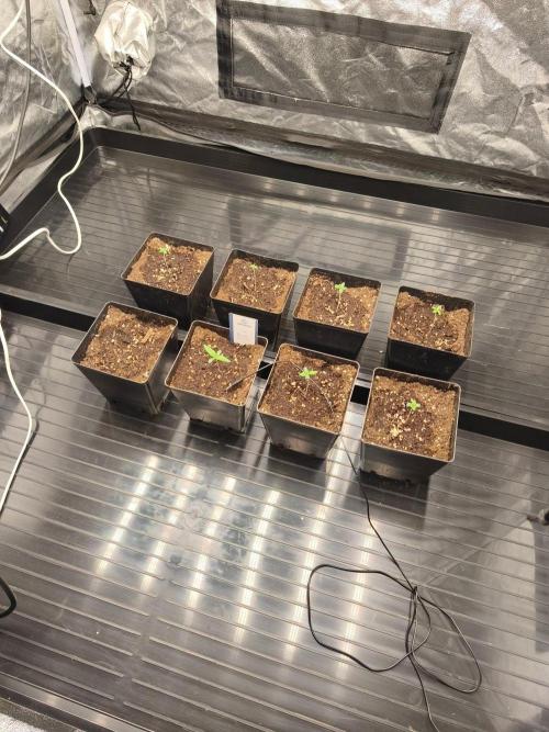The Terpene Trials 🍭. Week 1