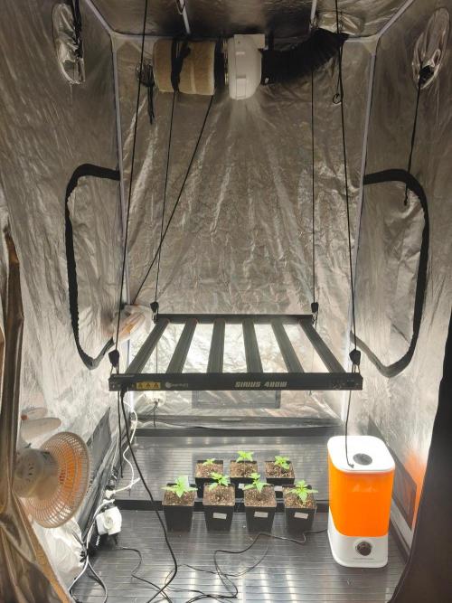 The Terpene Trials 🍭. Week 2