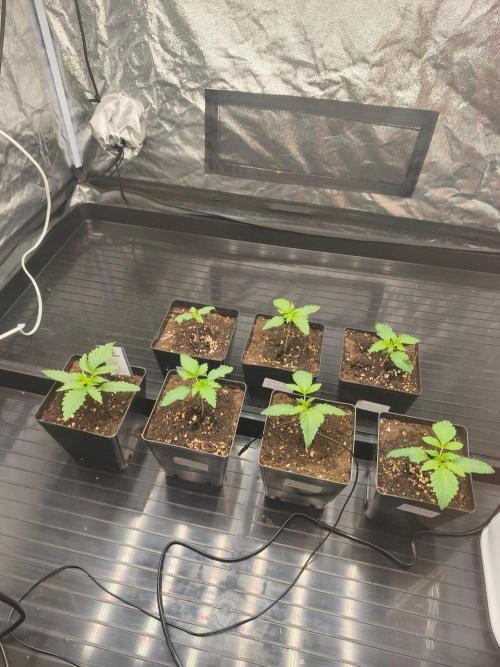 The Terpene Trials 🍭. Week 2