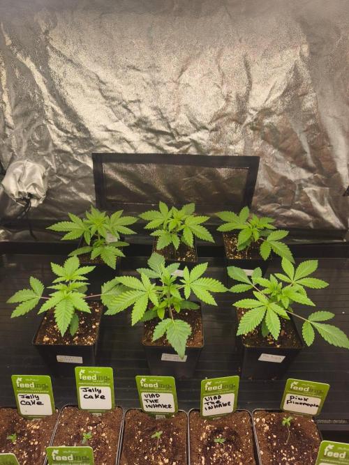 The Terpene Trials 🍭. Week 3