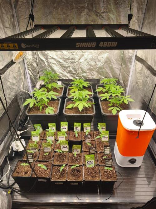 London Pound Cake - F1 HYBRID. Week 2