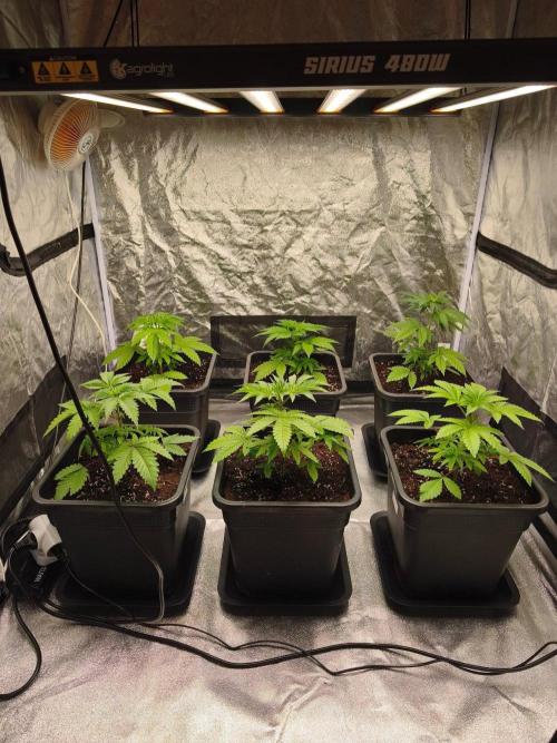 The Terpene Trials 🍭. Week 4