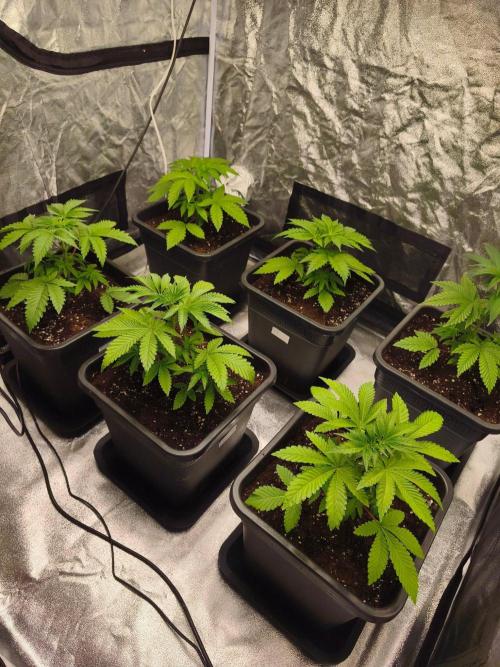 The Terpene Trials 🍭. Week 4
