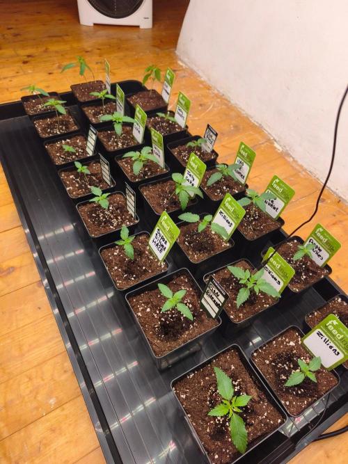 Project: Phenoverse — 24 Seeds of Chaos. Week 2