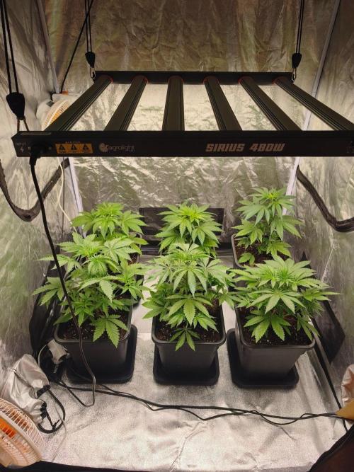 The Terpene Trials 🍭. Week 5