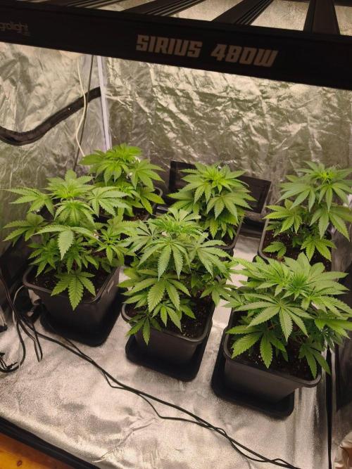 The Terpene Trials 🍭. Week 5