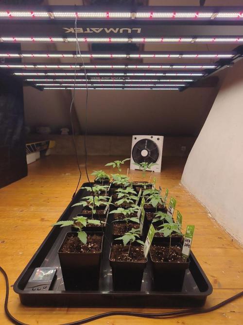 Project: Phenoverse — 24 Seeds of Chaos. Week 3