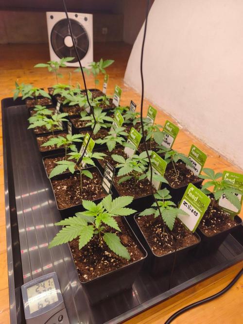 Project: Phenoverse — 24 Seeds of Chaos. Week 3