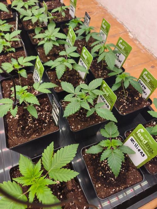 Barney's Zillions. Week 3
