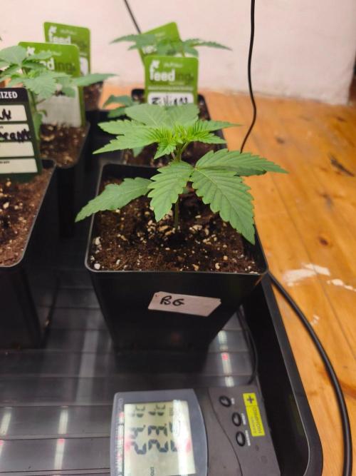 Bubblegum Gelato. Week 3