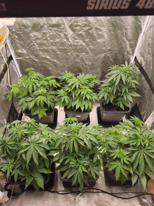 The Terpene Trials 🍭. Week 6