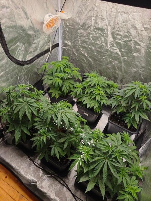 The Terpene Trials 🍭. Week 6
