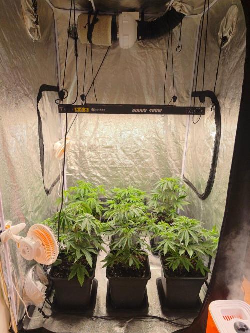 The Terpene Trials 🍭. Week 6
