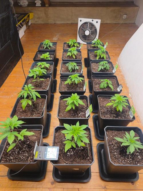 Project: Phenoverse — 24 Seeds of Chaos. Week 4