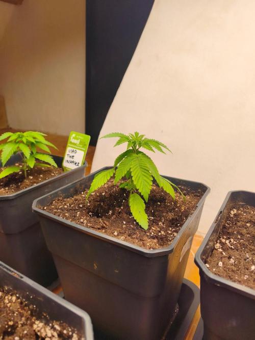 Barney's Bubblegum Gelato 🍦. Week 4