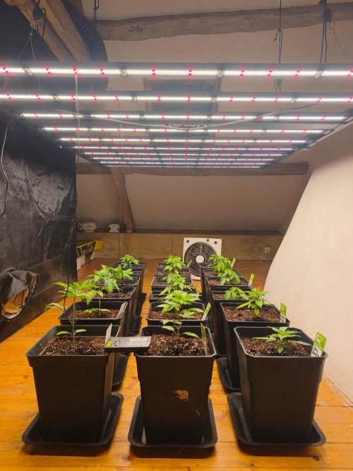 Zamnesia Super Silver Haze. Week 4