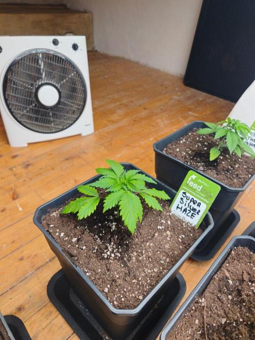 Zamnesia Super Silver Haze. Week 4