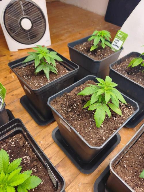 Barney's London Poundcake 🍰. Week 4