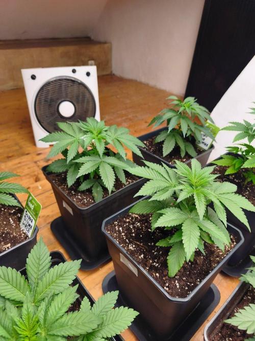 Barney's London Poundcake 🍰. Week 5