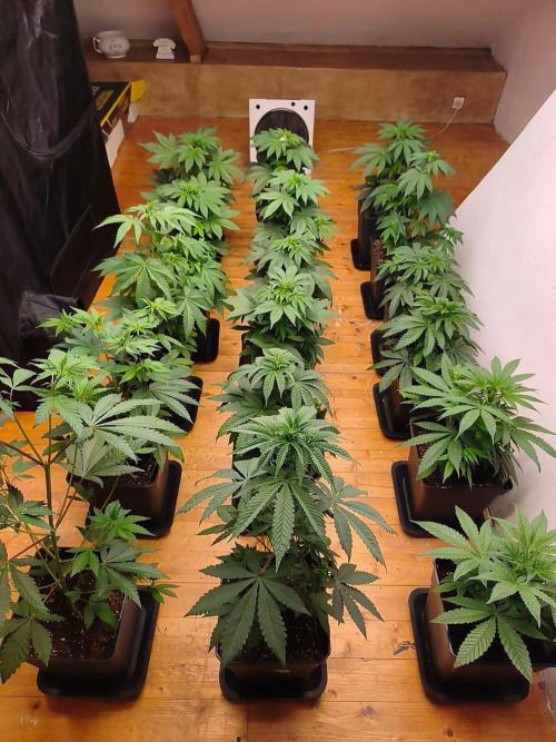Barney's London Poundcake 🍰. Week 7