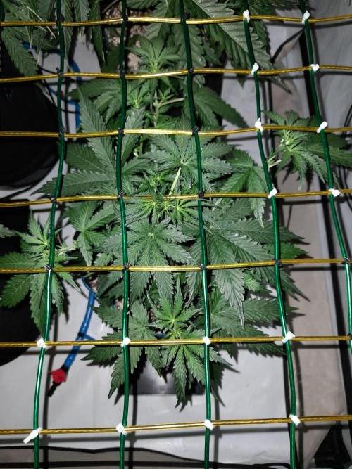 Bear Force One + Biotabs. Week 4 - Bear force one #2. day 25 no led