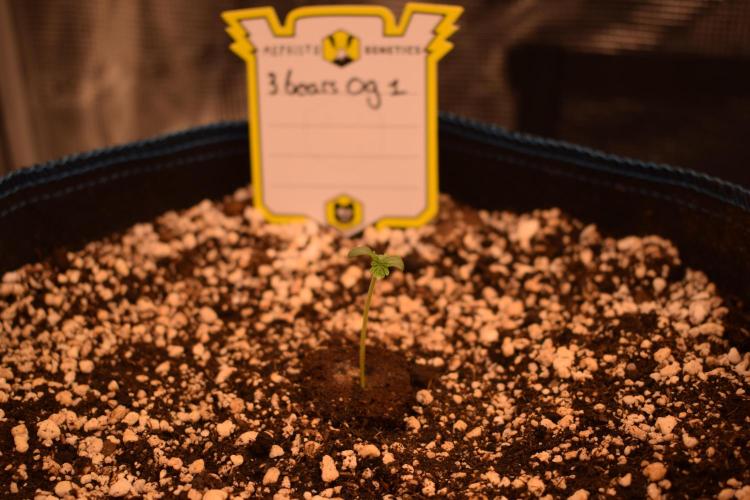 Sour crinkle + 3 bears OG Autoflower. Week 0 - 3 bears OG 1 Day 4