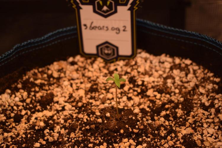 Sour crinkle + 3 bears OG Autoflower. Week 0 - 3 bears OG 2 Day 4