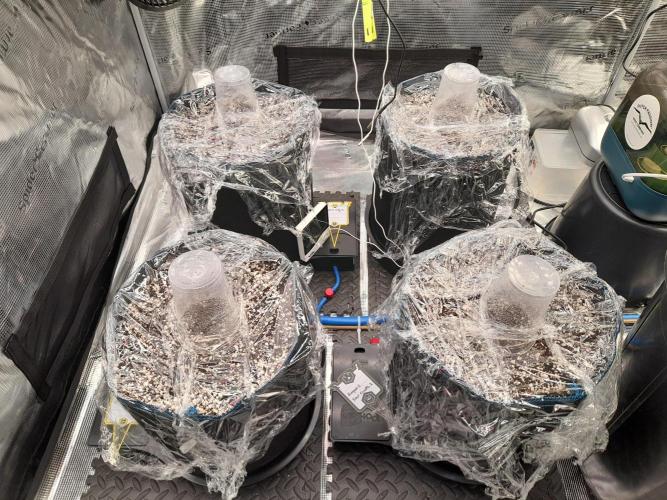 Sour crinkle + 3 bears OG Autoflower. Week 0 - Germination 4 x day before vacation