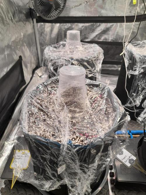 Sour crinkle + 3 bears OG Autoflower. Week 0 - Germination moisture retention vacation