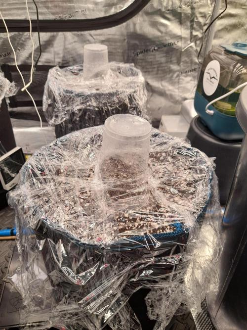 Sour crinkle + 3 bears OG Autoflower. Week 0