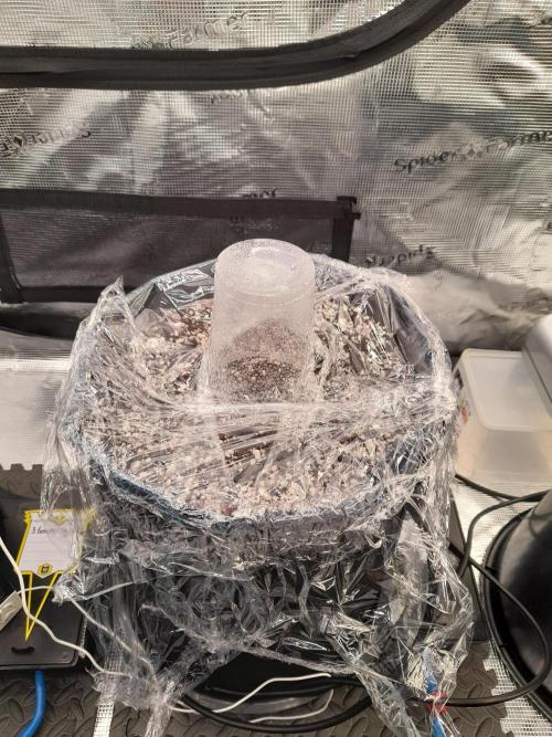 Sour crinkle + 3 bears OG Autoflower. Week 0