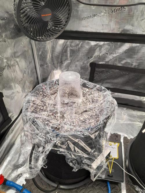 Sour crinkle + 3 bears OG Autoflower. Week 0