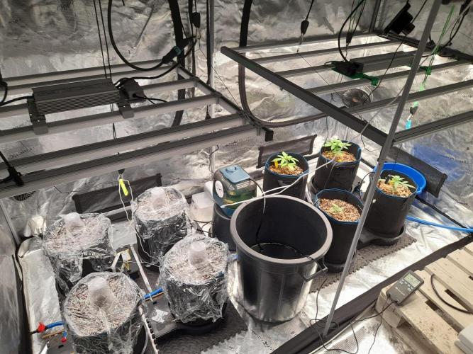 Sour crinkle + 3 bears OG Autoflower. Week 0 - Grow tent full view