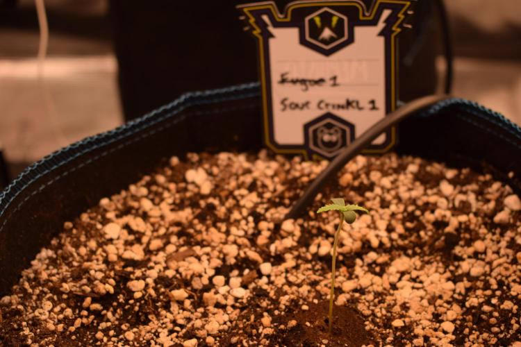 Sour crinkle + 3 bears OG Autoflower. Week 0 - Sour Crinkle 1 Day 4