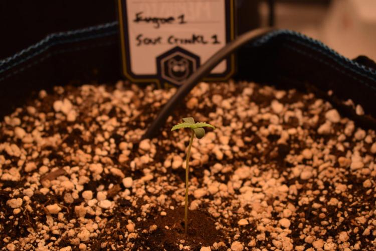 Sour crinkle + 3 bears OG Autoflower. Week 0 - Sour Crinkle 1 Day 4