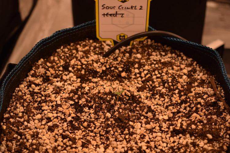 Sour crinkle + 3 bears OG Autoflower. Week 0 - Sour Crinkle 2 Day 4