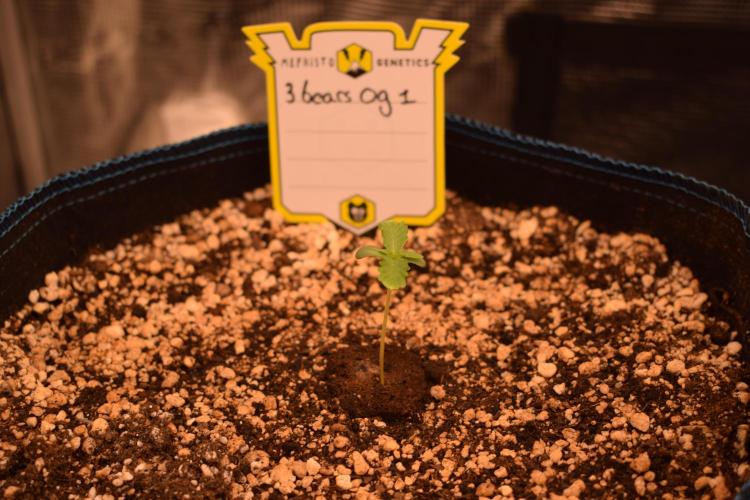 Sour crinkle + 3 bears OG Autoflower. Week 2 - 3 bears OG 1. Day 8