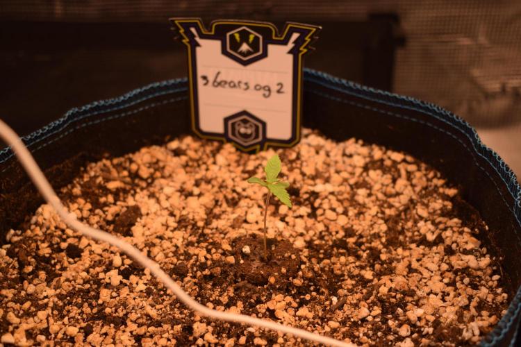 Sour crinkle + 3 bears OG Autoflower. Week 2 - 3 bears OG 2. Day 8