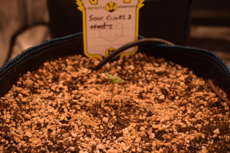 Sour crinkle + 3 bears OG Autoflower. Week 2 - Sour crinkle 2. Day 8