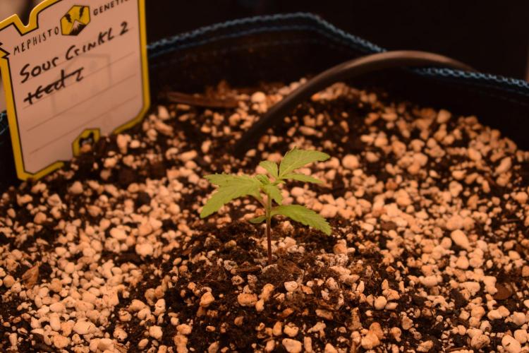 Sour crinkle + 3 bears OG Autoflower. Week 2 - Sour crinkle 2. Day 14