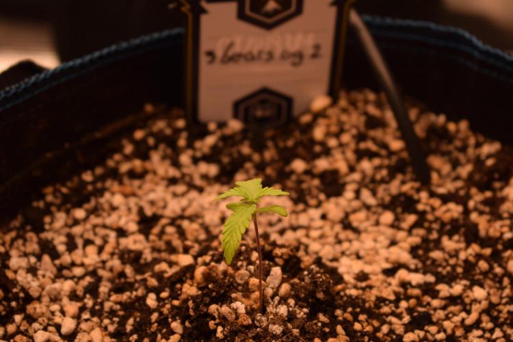 Sour crinkle + 3 bears OG Autoflower. Week 2 - Sick looking 3 bears OG 2. Day 14